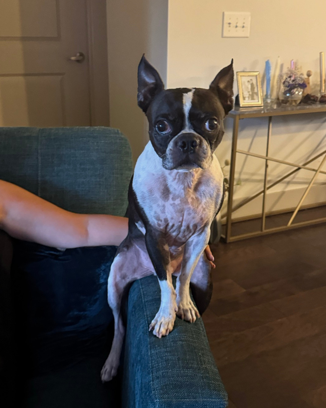 Benji giving puppy eyes to his moman