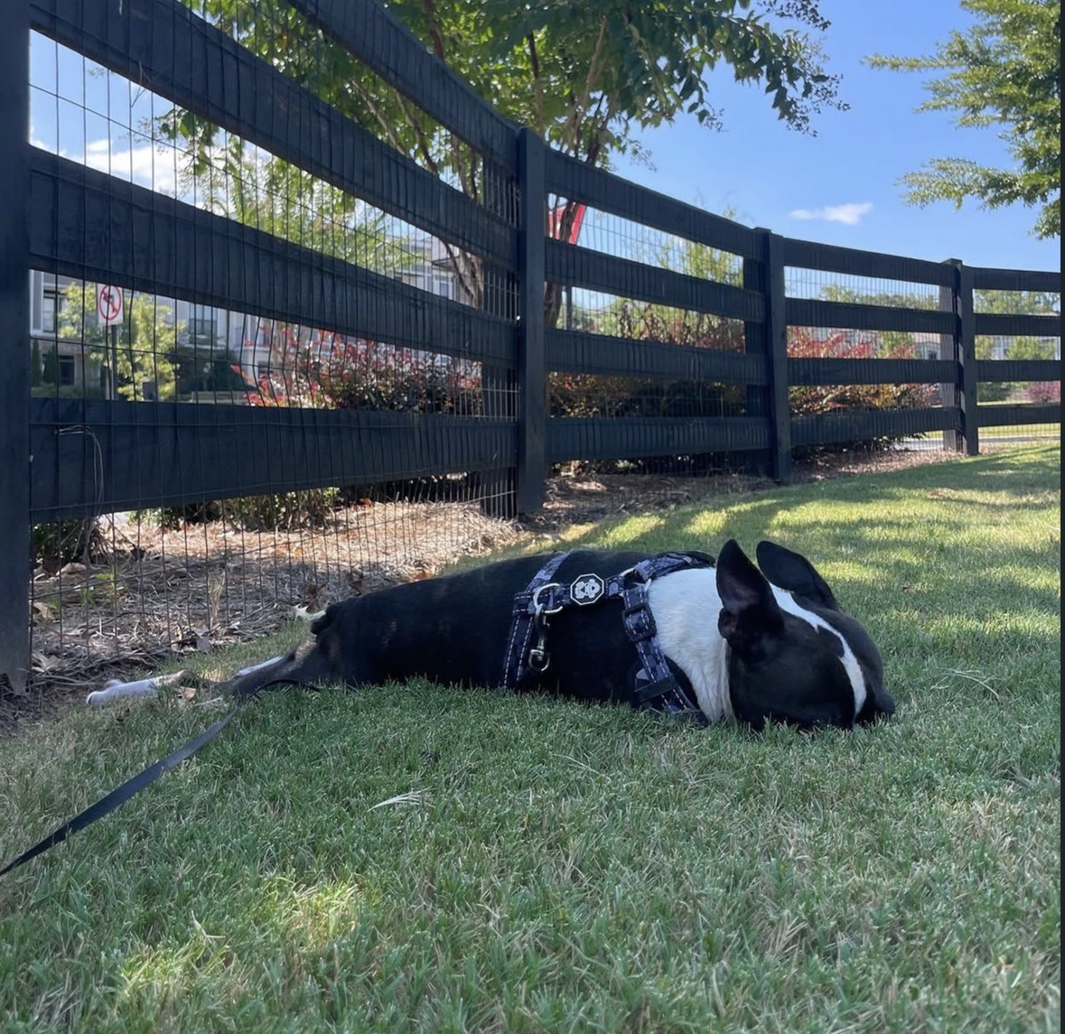 Benji grounding in the grass